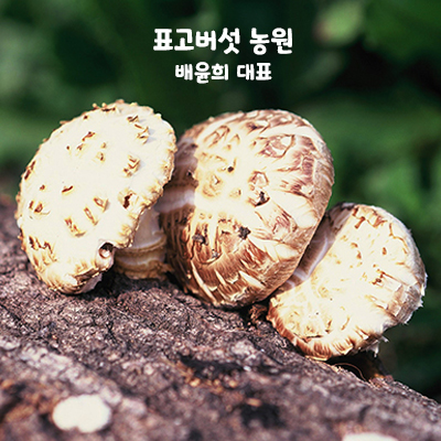 표고버섯 / 배윤희 대표